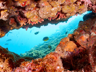 水中洞窟の
美しいツノダシ（ツノダシ科）他。
英名学名：Moorish Idol (Zanclus cornutus)
美しいチョウチョウウオ（チョウチョウウオ科）の群れ他。
英名学名：Oriental ButterflyFish (Chaetodon aurites)
静岡県伊豆半島賀茂郡南伊豆町中木ヒリゾ浜2024年
