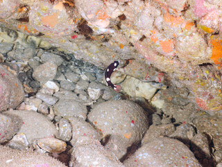 可愛いスミツキベラ（ベラ科）の幼魚他。
英名学名：Axilspot hogfish, Bodianus axillaris
静岡県伊豆半島賀茂郡南伊豆町中木ヒリゾ浜2024年

