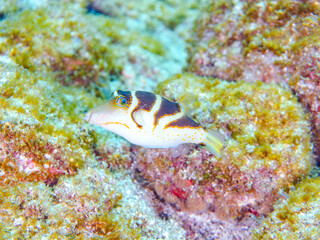 美しいハナキンチャクフグ（フグ科）他。
英名学名：Crown Toby (Canthigaster axiologus)
静岡県伊豆半島賀茂郡南伊豆町中木ヒリゾ浜2024年
