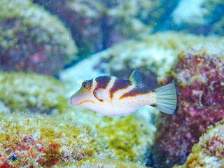 美しいハナキンチャクフグ（フグ科）他。
英名学名：Crown Toby (Canthigaster...