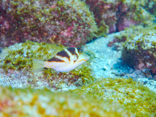 美しいハナキンチャクフグ（フグ科）他。
英名学名：Crown Toby (Canthigaster axiologus)
静岡県伊豆半島賀茂郡南伊豆町中木ヒリゾ浜2024年
