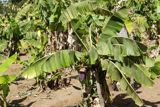 La bananeraie