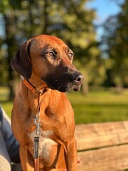 Rhodesian Ridgeback in sunset
