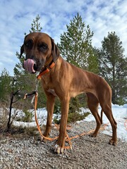 Ridgeback licking its nose