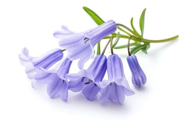 Naklejka premium Bluebell Flower isolated on a white background, close up