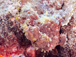 エスカ（触手）を振って魚を呼び寄せて狩る、巨大なオオモンカエルアンコウ（カエルアンコウ科）。
英名学名：Giant Frogfish, Antennarius commersoni
自分よりも大きな獲物でも、１０倍に広がる大きな口で丸呑みにする。
その速度は0.0001秒。生物界最速のハンターである。

静岡県伊豆半島賀茂郡南伊豆町中木ヒリゾ浜2024年
