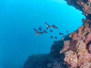 美しいイサキ（イサキ科）他の群れ。
英名学名：Chicken Grunt, Parapristipoma trilineatum
静岡県伊豆半島賀茂郡南伊豆町中木ヒリゾ浜2024年
