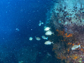 キビナゴの大群を襲う美しいギンガメアジ（アジ科）の群れ。
英名学名：Bigeye Trevally, Caranx sexfasciatus
Silver-Stripe Round Herrings (Spratelloides gracilis)
静岡県伊豆半島賀茂郡南伊豆町中木ヒリゾ浜2024年
