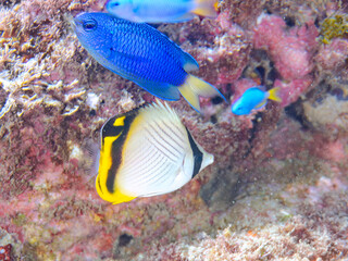 可愛いフウライチョウチョウウオ（チョウチョウオ科）の幼魚他。
英名学名：Vagabond Butterflyfish (Chaetodon Vagabundus)
岩場に集まる、美しいソラスズメダイ（スズメダイ科）他の群れ。
英名学名：Heavenly Damselfish (Pomacentrus coelestis)
静岡県伊豆半島賀茂郡南伊豆町中木ヒリゾ浜2024年
