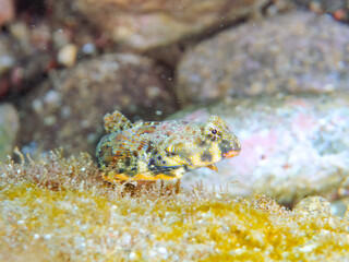 可愛いコウワンテグリ（ネズッポ科）の幼魚他。
英名学名：Ocellated dragonet, Neosynchiropus ocellatus
静岡県伊豆半島賀茂郡南伊豆町中木ヒリゾ浜2024年
