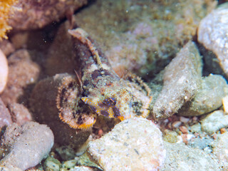 可愛いコウワンテグリ（ネズッポ科）の幼魚他。
英名学名：Ocellated dragonet, Neosynchiropus ocellatus
静岡県伊豆半島賀茂郡南伊豆町中木ヒリゾ浜2024年
