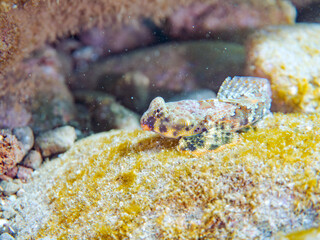 可愛いコウワンテグリ（ネズッポ科）の幼魚他。
英名学名：Ocellated dragonet, Neosynchiropus ocellatus
静岡県伊豆半島賀茂郡南伊豆町中木ヒリゾ浜2024年
