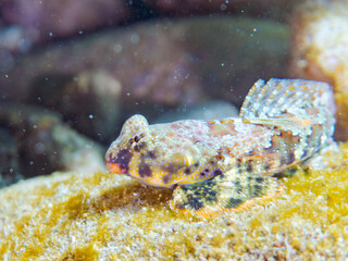 可愛いコウワンテグリ（ネズッポ科）の幼魚他。
英名学名：Ocellated dragonet, Neosynchiropus ocellatus
静岡県伊豆半島賀茂郡南伊豆町中木ヒリゾ浜2024年
