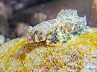 可愛いコウワンテグリ（ネズッポ科）の幼魚他。
英名学名：Ocellated dragonet, Neosynchiropus ocellatus
静岡県伊豆半島賀茂郡南伊豆町中木ヒリゾ浜2024年
