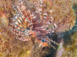 広げた羽根が美しいキリンミノ（フサカサゴ科）の幼魚。
英名学名：Zebra turkeyfish (Dendrochirus zebra) 
静岡県伊豆半島賀茂郡南伊豆町中木ヒリゾ浜2024年
