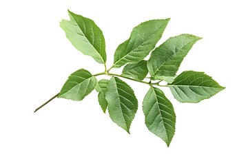 Obraz premium Box elder leaf isolated on a white background, close up