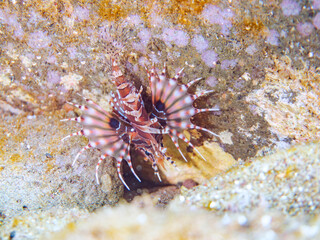 広げた羽根が美しいキリンミノ（フサカサゴ科）の幼魚。
英名学名：Zebra turkeyfish (Dendrochirus zebra) 
静岡県伊豆半島賀茂郡南伊豆町中木ヒリゾ浜2024年
