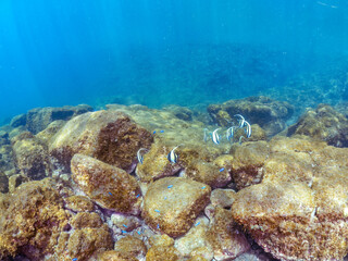 美しいツノダシ（ツノダシ科）の群れ。
英名学名：Moorish Idol (Zanclus cornutus)
静岡県伊豆半島賀茂郡南伊豆町中木ヒリゾ浜2024年
