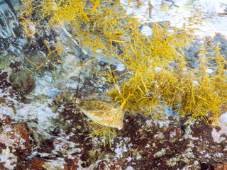 可愛いシマウミスズメ（ハコフグ科）幼魚他。半水面撮影。

英名学名：Thornback cowfish (Lactoria fornasini) 
静岡県伊豆半島賀茂郡南伊豆町中木ヒリゾ浜2024年
