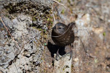 Eurasian Wren (Troglodytes troglodytes) in its habitat. The Eurasian Wren is a tiny, brown songbird with a short tail, found in woodlands, gardens, and hedgerows across Europe and Asia. 