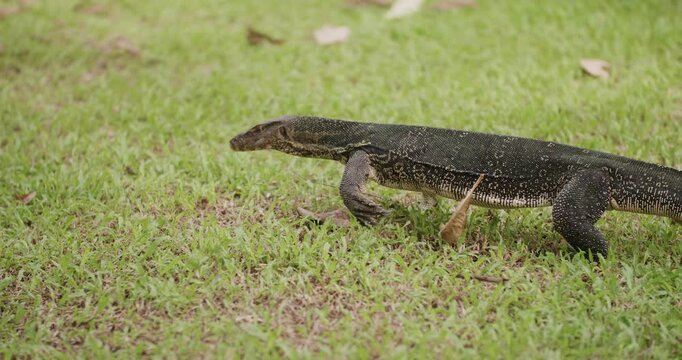Thai water monitor lizard walking on the grass while sticking its tongue out
