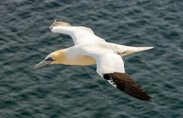 Northern Gannet on breeding rocks of Bempton cliffs, UK