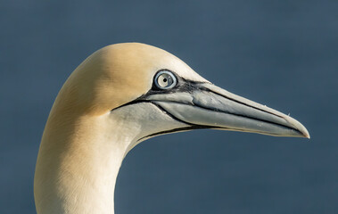 Northern Gannet on breeding rocks of Bempton cliffs, UK