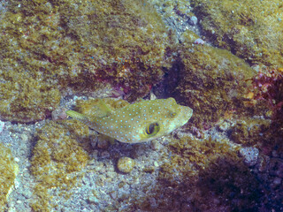 大きく美しいサザナミフグ（フグ目）。
英名学名：White-spotted puffer...