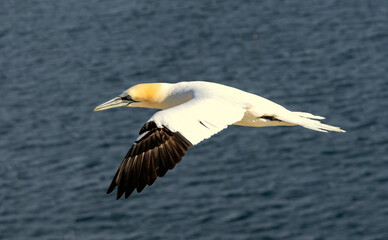 Northern Gannet on breeding rocks of Bempton cliffs, UK