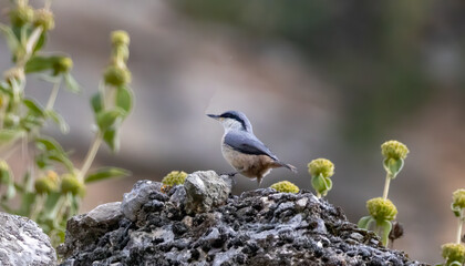 Western Rock Nuthatch sitting on stone