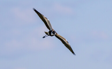 Spur-winged Lapwing (Vanellus spinosa) in breeding territory