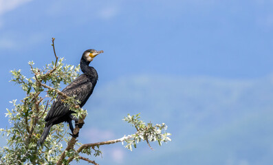 Great Cormorant (Phalacrocorax carbo) in natural habitat