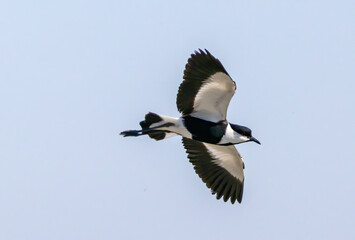 Spur-winged Lapwing (Vanellus spinosa) in breeding territory