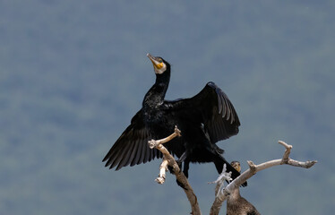 Great Cormorant (Phalacrocorax carbo) in natural habitat