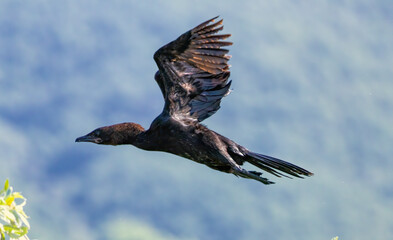 Pygmy Cormorant in natural habitat