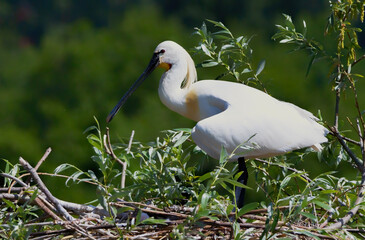 Eurasian Spoonbill in natural habitat