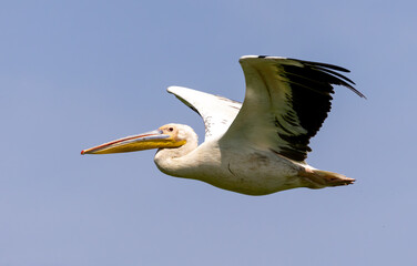 White Pelican of Kerkini Lake