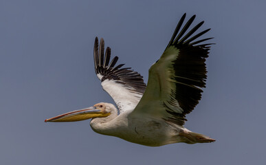 White Pelican of Kerkini Lake