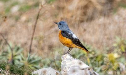Common Rock Thrush sitting on stone