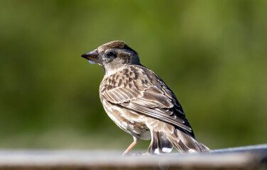 Rock Sparrow (Petronia petronia) in natural habitat