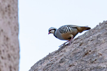 Fototapeta premium Chukar Bird in to the wild