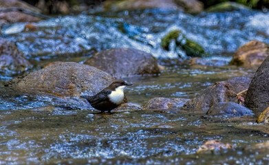 Dipper sitting on a stone