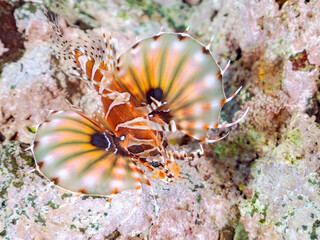 広げた羽根が美しいキリンミノ（フサカサゴ科）の幼魚。
英名学名：Zebra turkeyfish (Dendrochirus zebra) 
静岡県伊豆半島賀茂郡南伊豆町中木ヒリゾ浜2024年
