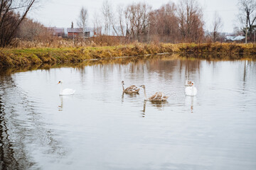 A serene group of elegant swans is gracefully swimming and gliding across the calm surface of a...