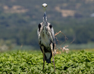 Grey Heron (Ardea cinerea) in natural habitat