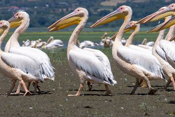 White Pelican of Kerkini Lake