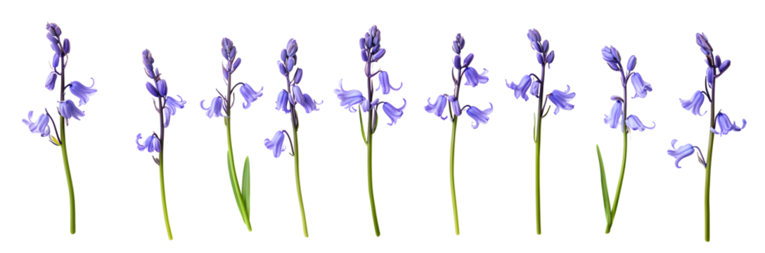 A collection of real bluebell flowers isolated on a flat background