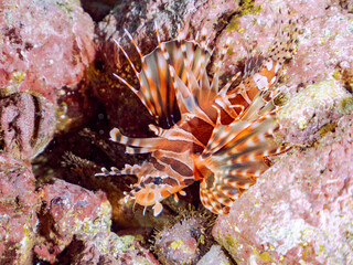 広げた羽根が美しいキリンミノ（フサカサゴ科）の幼魚。
英名学名：Zebra turkeyfish (Dendrochirus zebra) 
静岡県伊豆半島賀茂郡南伊豆町中木ヒリゾ浜2024年
