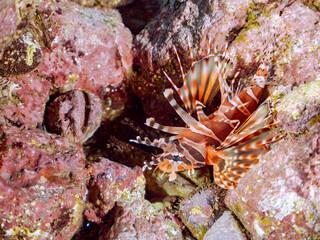 広げた羽根が美しいキリンミノ（フサカサゴ科）の幼魚。
英名学名：Zebra turkeyfish (Dendrochirus zebra) 
静岡県伊豆半島賀茂郡南伊豆町中木ヒリゾ浜2024年
