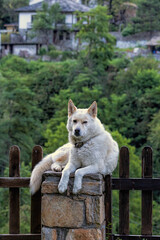 White German Shepard dog laying on fence